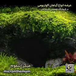 گیاه میکرانتموم پلنت کد ۶۰۶