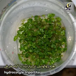 گیاه هیدروکوتیل تریپارتیتا آکواریوم پلنت کد 642