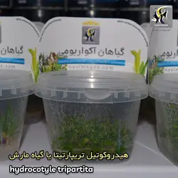 گیاه هیدروکوتیل تریپارتیتا آکواریوم پلنت کد 642