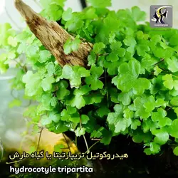 گیاه هیدروکوتیل تریپارتیتا آکواریوم پلنت کد 642