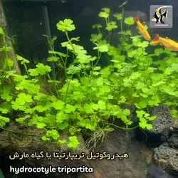 گیاه هیدروکوتیل تریپارتیتا آکواریوم پلنت کد 642