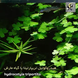 گیاه هیدروکوتیل تریپارتیتا آکواریوم پلنت کد 642