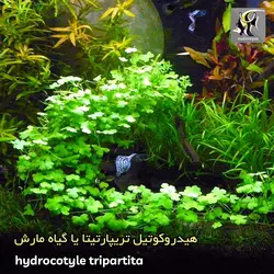 گیاه هیدروکوتیل تریپارتیتا آکواریوم پلنت کد 642