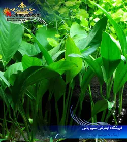 گیاه آنوبیاس افضلی پلنت