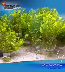 گیاه همیانتوس میکروندوموس