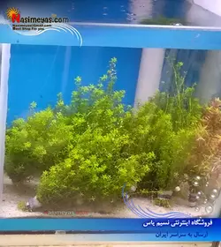 گیاه همیانتوس میکروندوموس