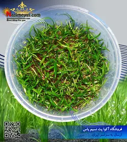 گیاه لیلا اپسیس پلنت کد ۶۰۴