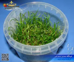 گیاه لیلا اپسیس پلنت کد ۶۰۴