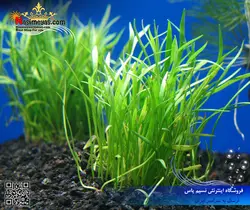 گیاه لیلا اپسیس پلنت کد ۶۰۴