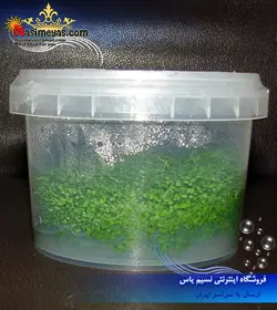 گیاه همیانتوس کوبایی ، اشک بچه پلنت کد ۶۱۶