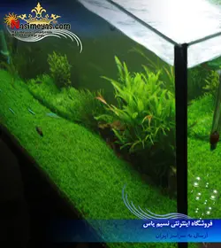 گیاه همیانتوس کوبایی ، اشک بچه پلنت کد ۶۱۶