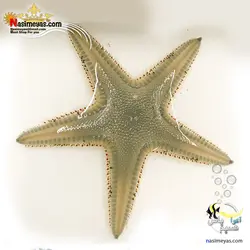 ستاره زیر شنی نظافتچی آب شور