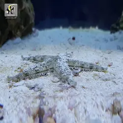 ستاره زیر شنی نظافتچی آب شور