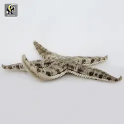 ستاره زیر شنی نظافتچی آب شور