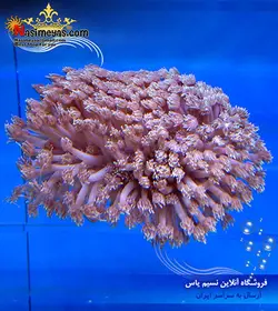 مرجان شقایق سنگ سبز و کرم رنگ آب شور