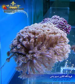مرجان شقایق سنگ سبز و کرم رنگ آب شور