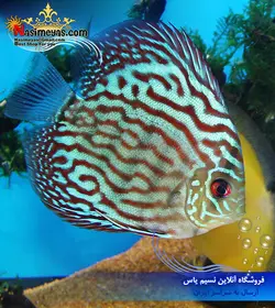 ماهی دیسکاس بلو اسنک اسکین ۳ اینچ