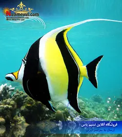 ماهی موریش آیدل آب شور