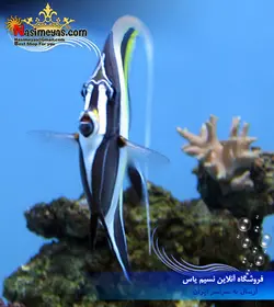 ماهی موریش آیدل آب شور