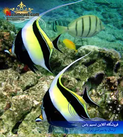 ماهی موریش آیدل آب شور