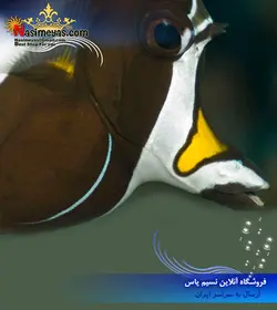 ماهی موریش آیدل آب شور