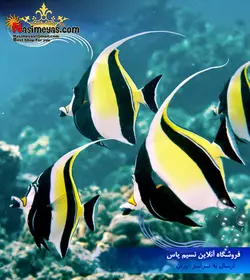 ماهی موریش آیدل آب شور