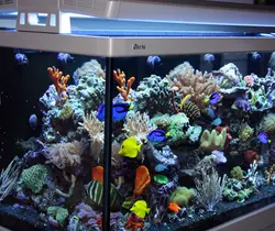 آکواریوم حرفه ای S500 شرکت رد سی