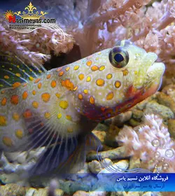 ماهی گوبی شن خوار خال نارنجی