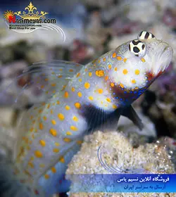 ماهی گوبی شن خوار خال نارنجی