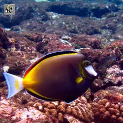 ماهی جراح پادر براون یا ژاپنی آب شور