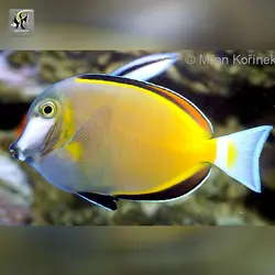 ماهی جراح پادر براون یا ژاپنی آب شور