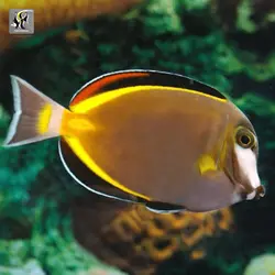 ماهی جراح پادر براون یا ژاپنی آب شور
