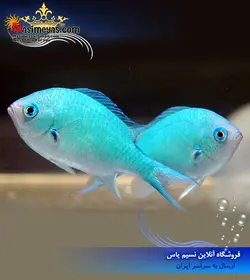 ماهی کرومیس سبز آبی آب شور