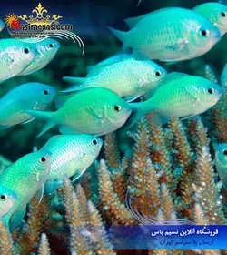 ماهی کرومیس سبز آبی آب شور