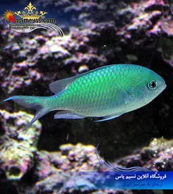 ماهی کرومیس سبز آبی آب شور