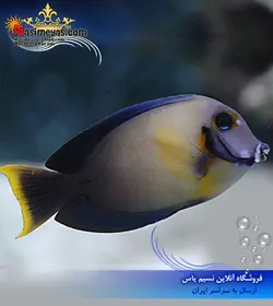 ماهی جراح میمیک مقلد بالغ آب شور