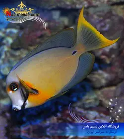 ماهی جراح میمیک مقلد بالغ آب شور