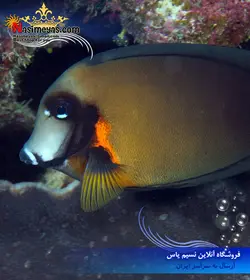 ماهی جراح میمیک مقلد بالغ آب شور