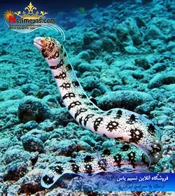 مار ماهی اسنو فلک آب شور