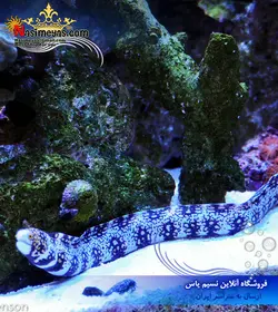 مار ماهی اسنو فلک آب شور