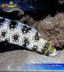 مار ماهی اسنو فلک آب شور