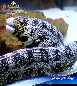 مار ماهی اسنو فلک آب شور