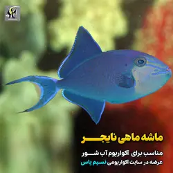 ماشه ماهی نایجر آب شور