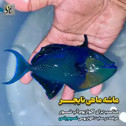 ماشه ماهی نایجر آب شور