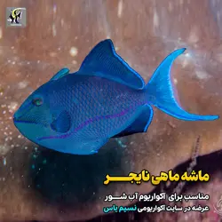 ماشه ماهی نایجر آب شور