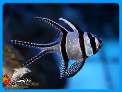 ماهی کاردینال کادرن آب شور