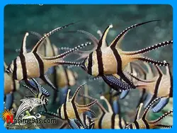 ماهی کاردینال کادرن آب شور