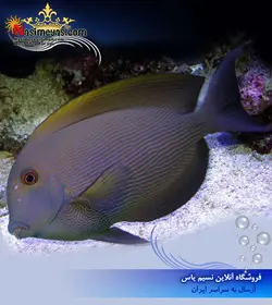ماهی جراح دندان دار خال نارنجی آب شور