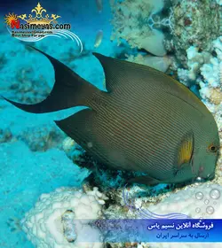 ماهی جراح دندان دار خال نارنجی آب شور