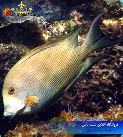ماهی جراح دندان دار خال نارنجی آب شور